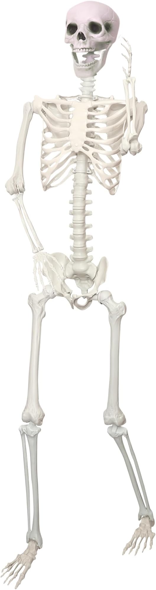 5.9Ft/180cm Giant Skeleton Poseable Skeleton Realistic Full Body Bones for Halloween Decorations
