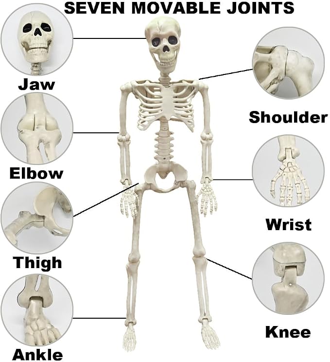 36" Skeleton Halloween Decorations, 3FT Realistic Full Body Movable Posable Joints Skeleton, Creepy Halloween Plastic Skeleton for Graveyard Decorations, Haunted House Props Indoor/Outdoor Decor