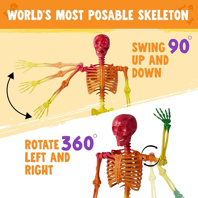JOYIN 5.6 FT Halloween Posable Life Size Skeleton, Full Body Realistic Bones with Movable Joints, Rainbow Color Giant Skeletons for Halloween Decoration Outdoor, Haunted House Prop, Spooky Scene Party